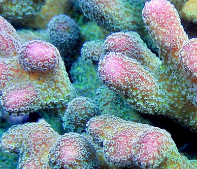 stylopora pistillata rainbow resized.jpg