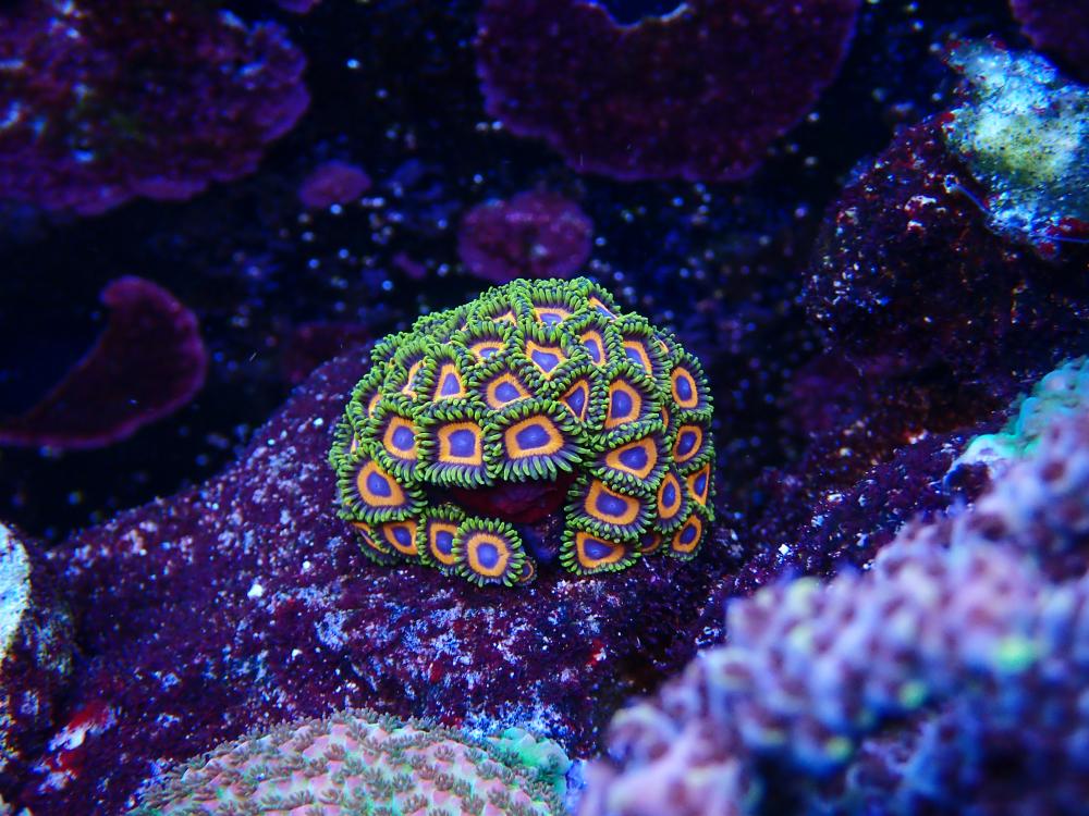 zoas.jpg