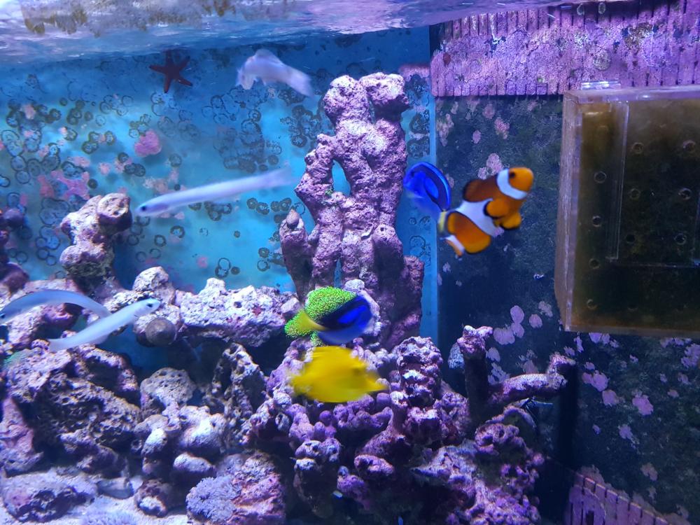 4 feet aquarium for sale malaysia