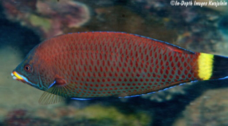 WTG 2 Purple Neon Wrasse - Sell off/Pasar Malam Shop - Singapore Reef