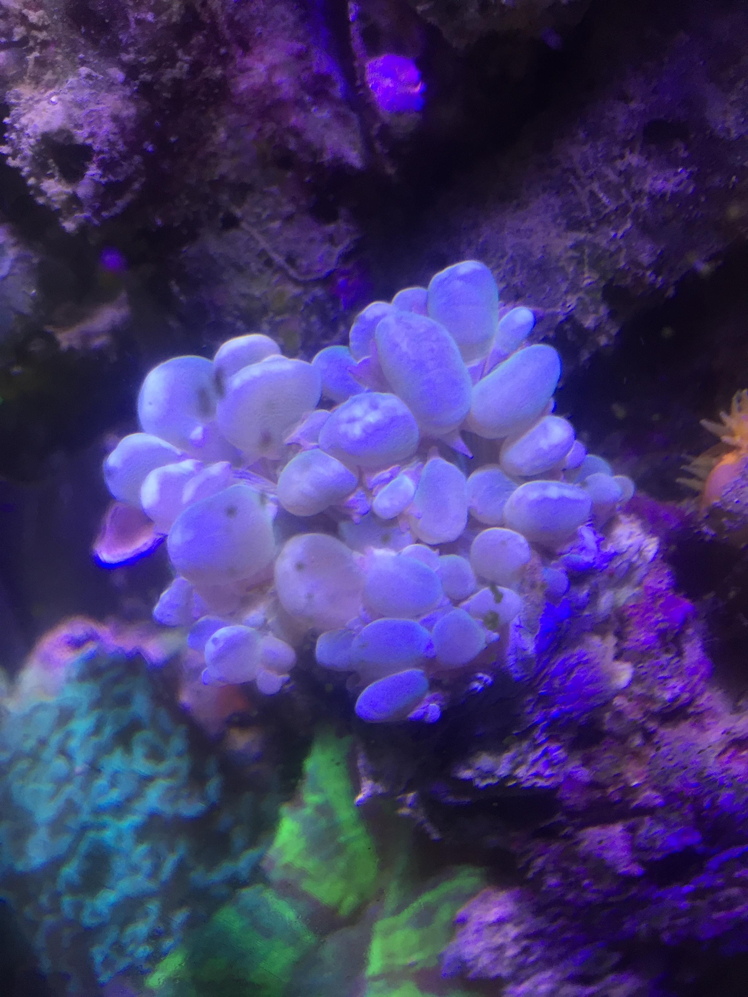 WTS cat eyes bubble coral +green hammer Sell off/Pasar Malam Shop Singapore Reef Club