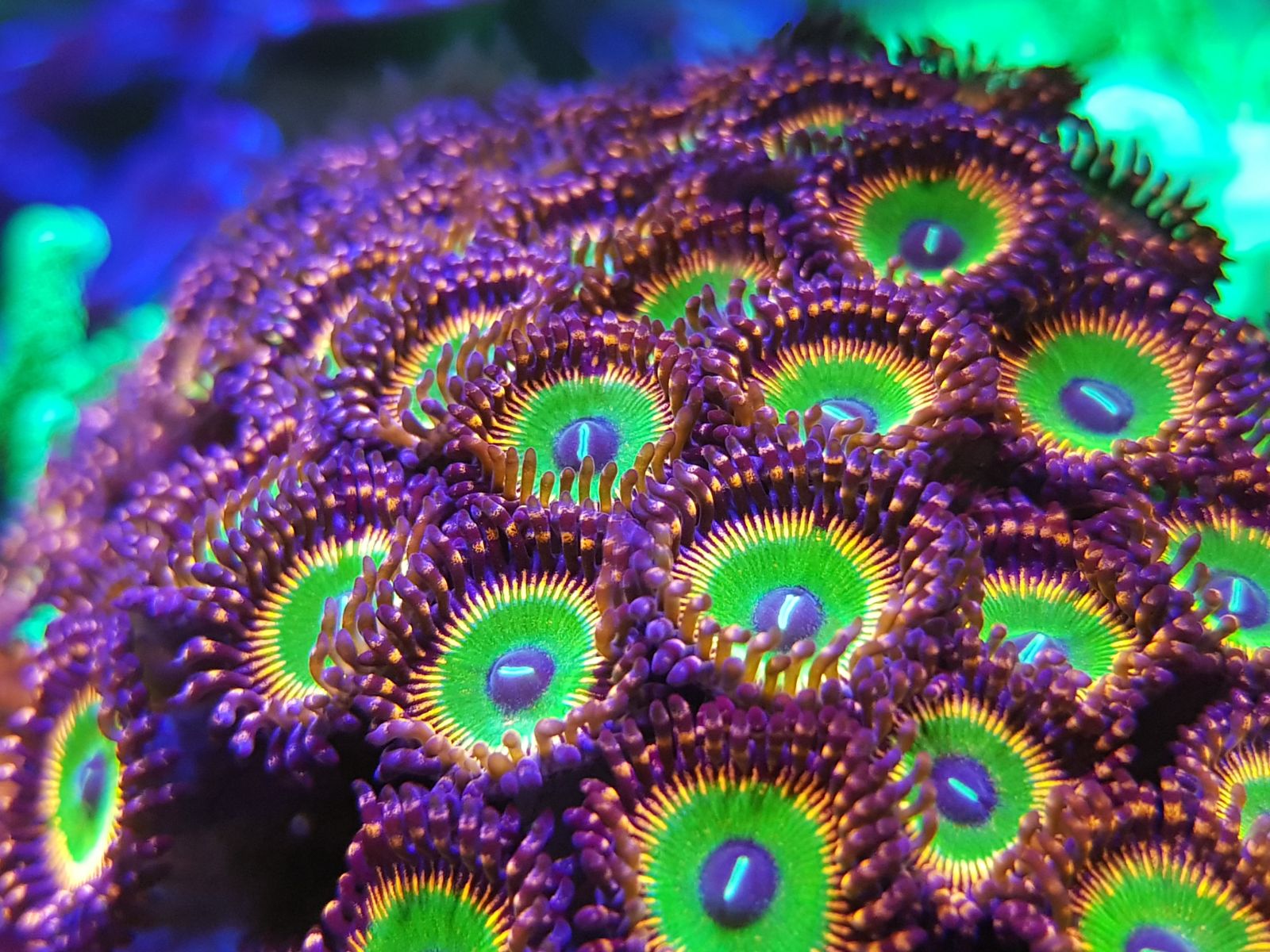 Ultra Candy Apple Zoas For sale Sell off/Pasar Malam Shop Singapore