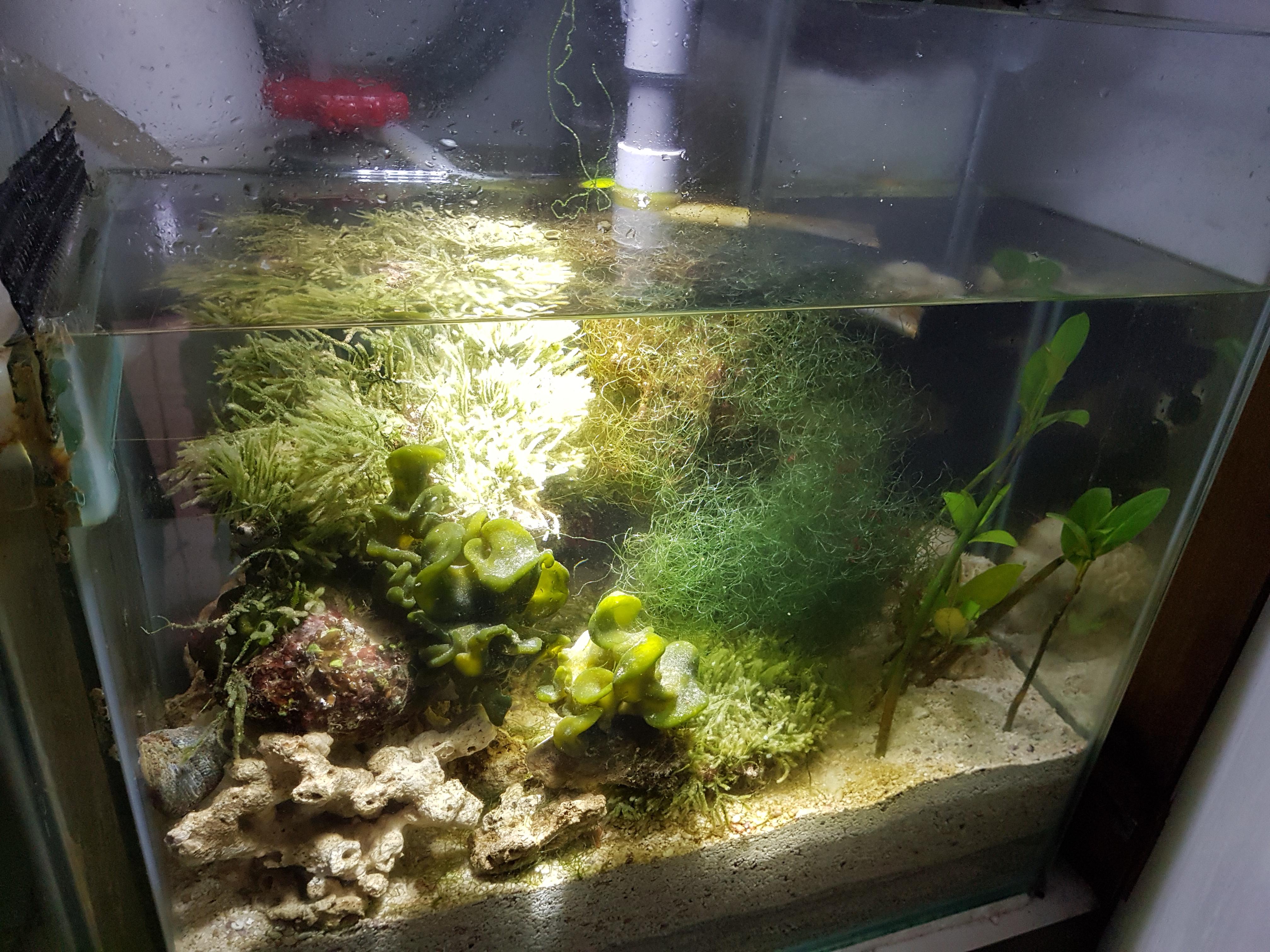 Refugium Set Up correctly? New to the Marine Aquaria Hobby