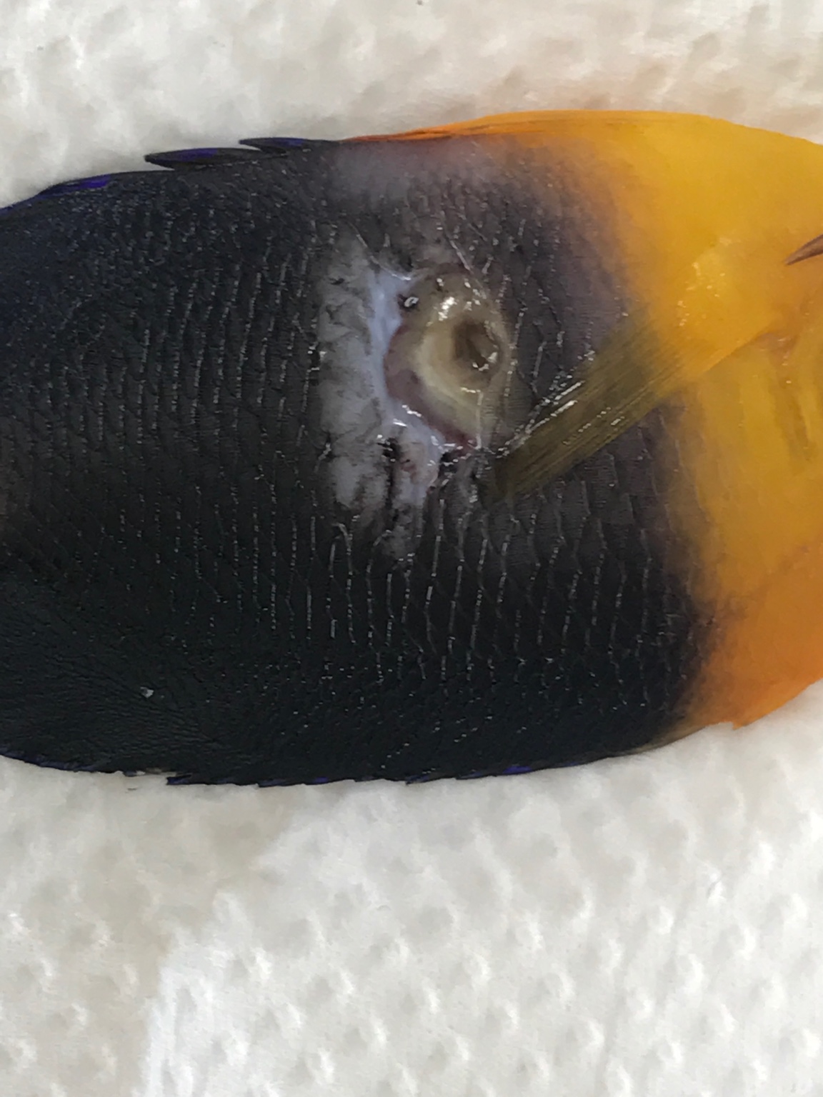 Bacterial Infection Disease treatment/parasite/pest control