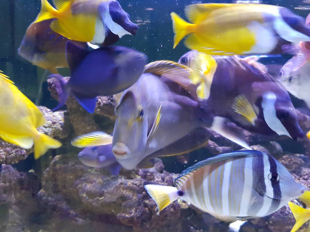 Fish for sale Sell off/Pasar Malam Shop Singapore Reef Club