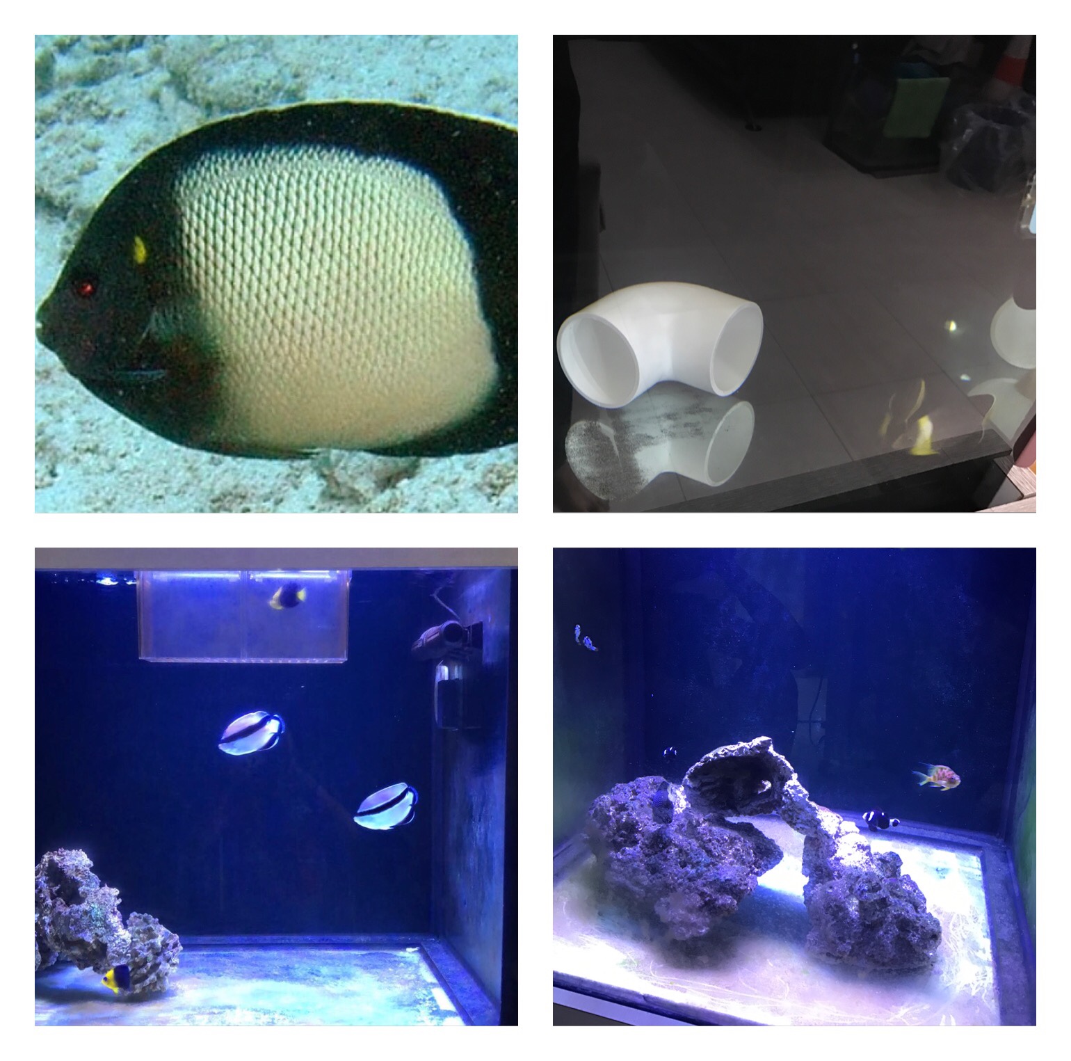 Rare & Unique Fishes for Sale Sell off/Pasar Malam Shop Singapore