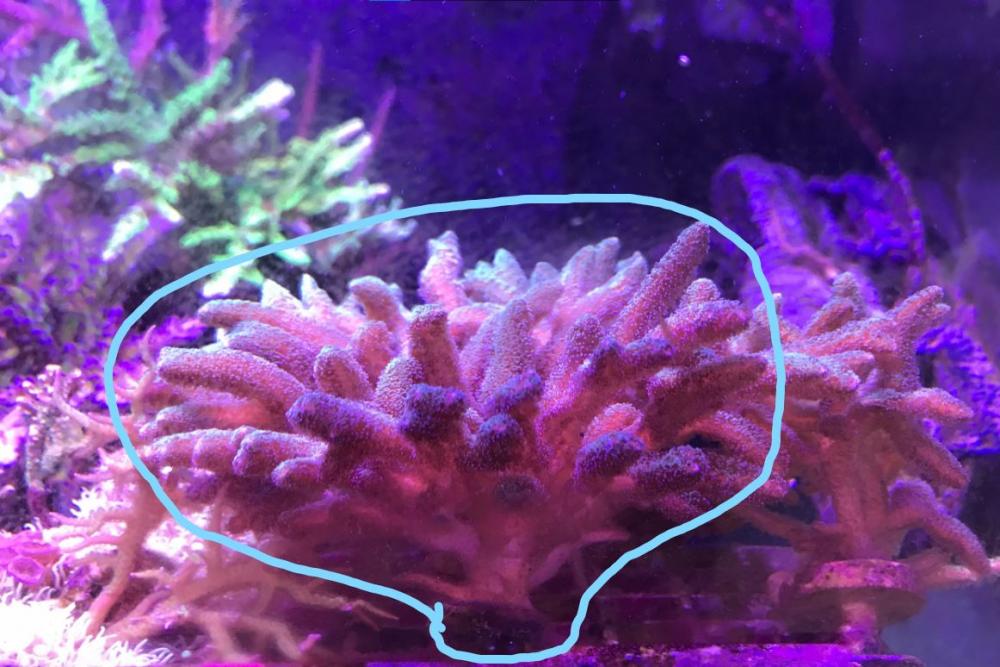 coral.JPG