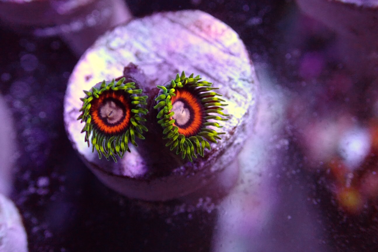 WTS Exotic Zoas Sell off/Pasar Malam Shop Singapore Reef Club