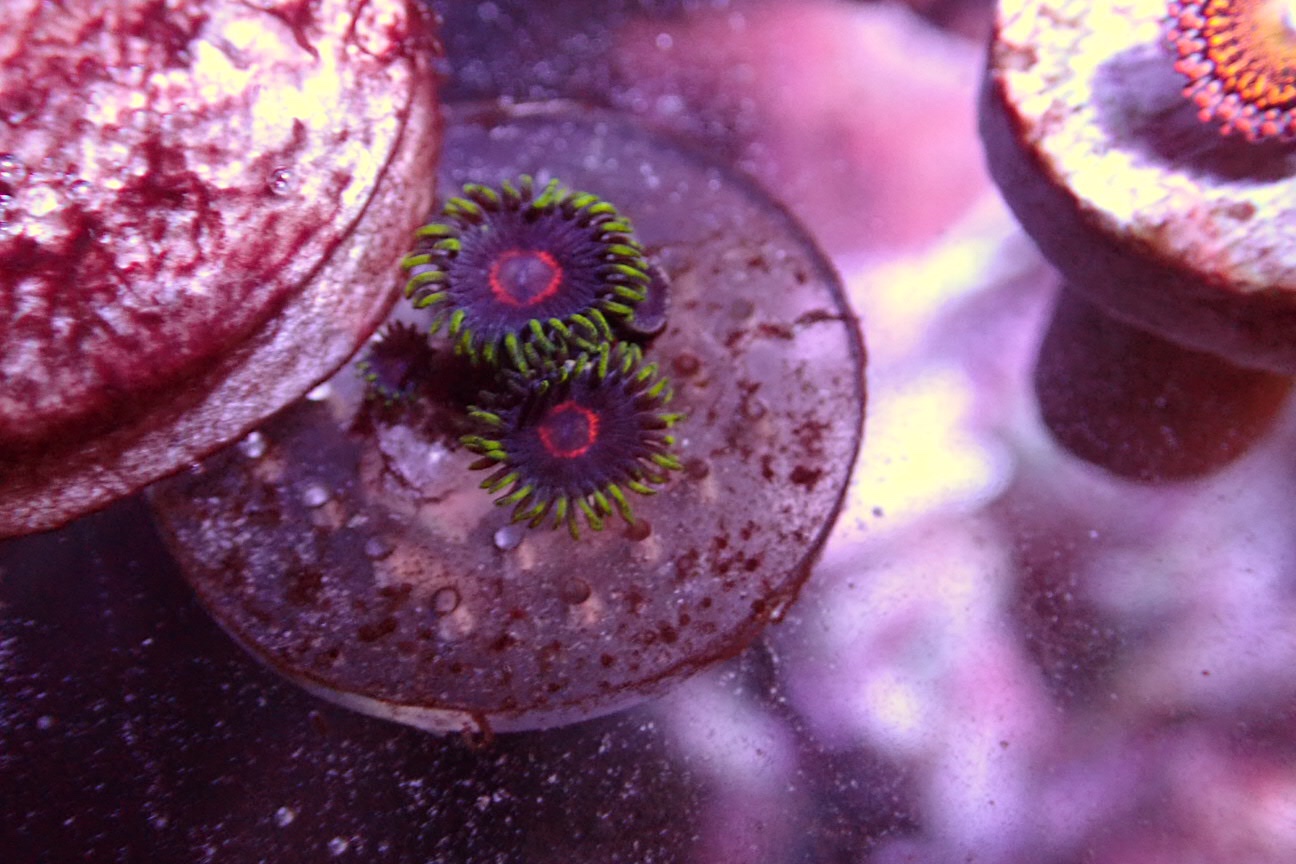 WTS Exotic Zoas Sell off/Pasar Malam Shop Singapore Reef Club