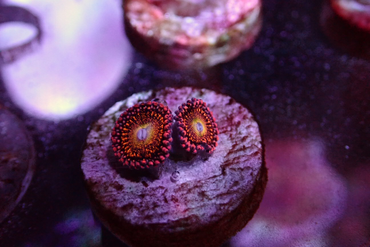 WTS Exotic Zoas Sell off/Pasar Malam Shop Singapore Reef Club