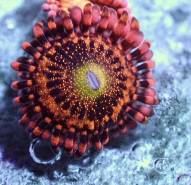 WTS Exotic Zoas Sell off/Pasar Malam Shop Singapore Reef Club