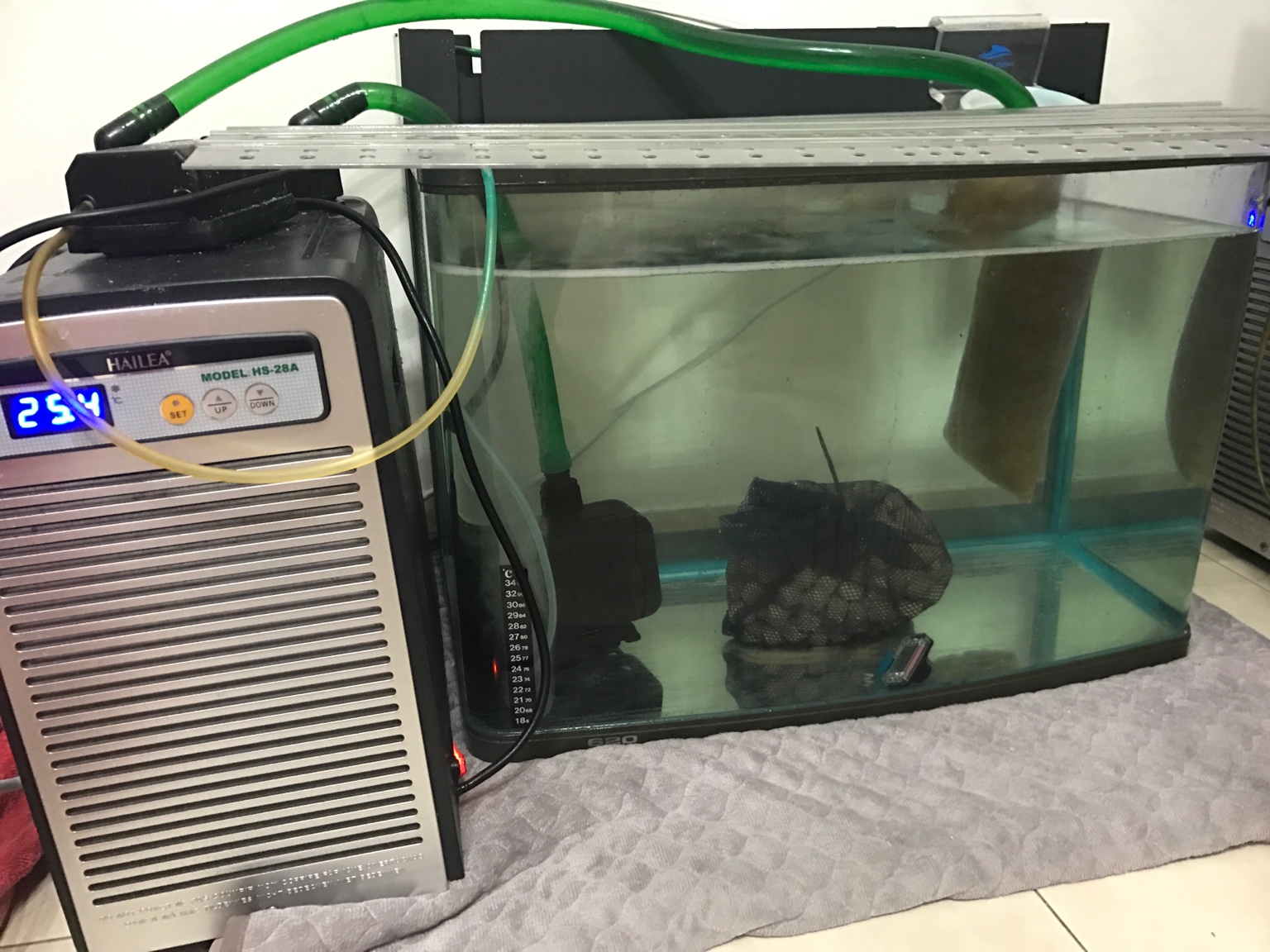 A simple quarantine tank with chiller