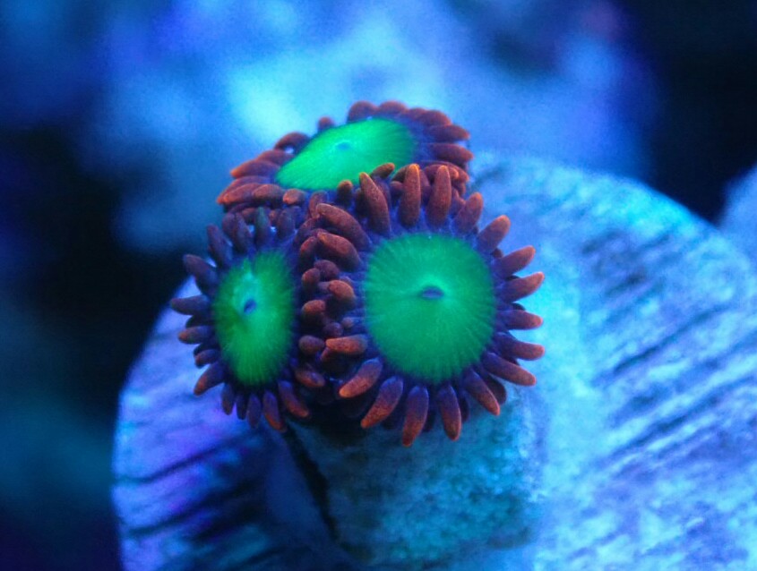 Bounce, Rhodactis, Jawbreaker Shrooms and Zoanthids for Trade ! Sell