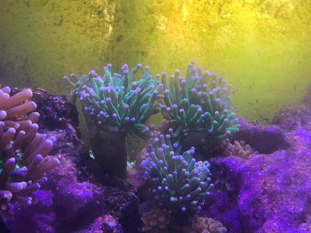 WTS pink/purple tip green torch corals Sell off/Pasar Malam Shop