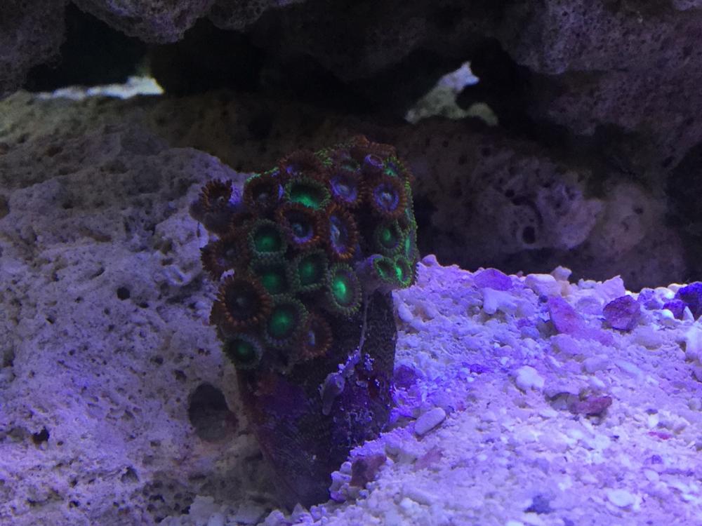 Name of these zoa’s Soft Coral Forum Singapore Reef Club marine