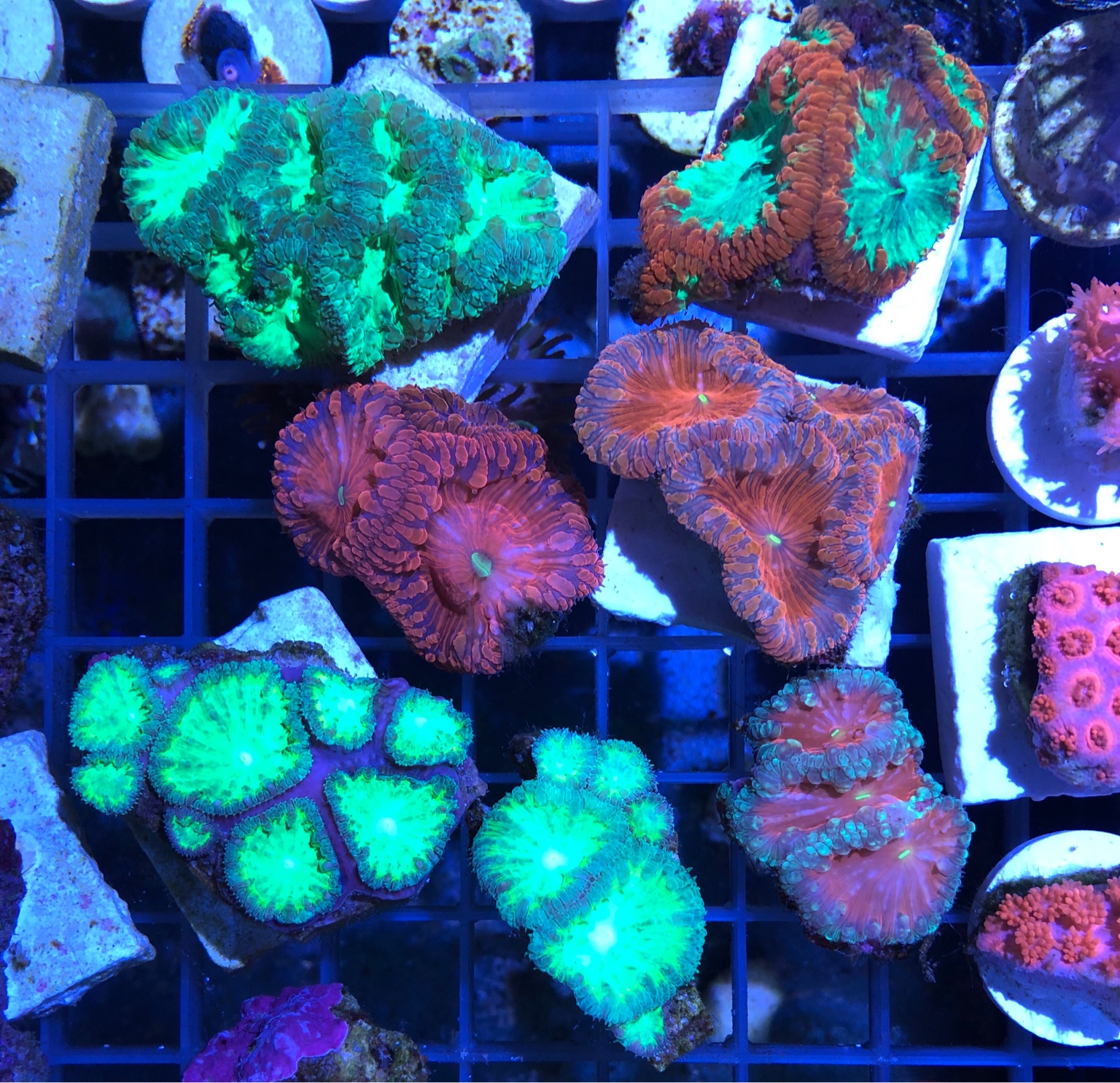 Xmas coral sales ! Sell off/Pasar Malam Shop Singapore Reef Club