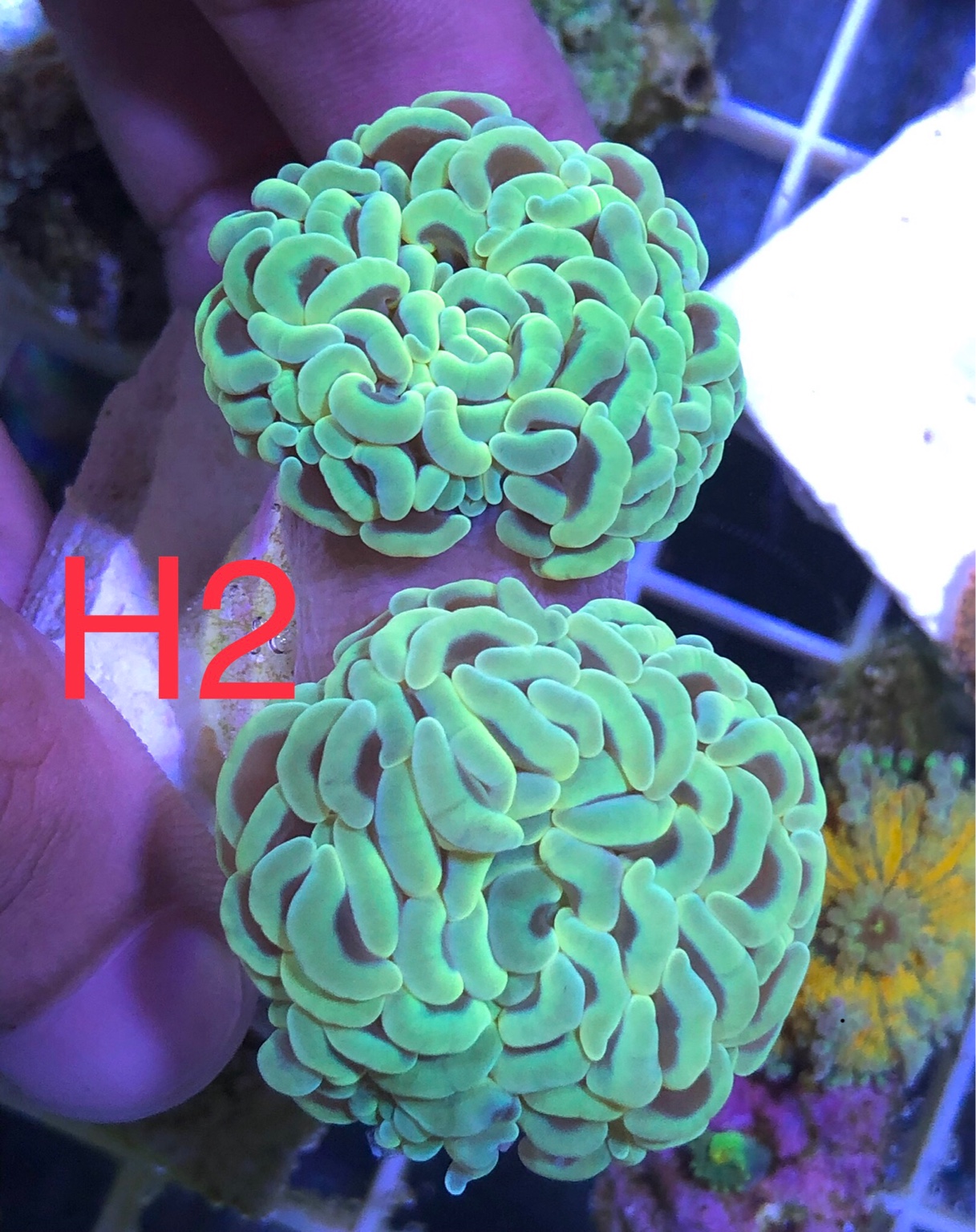 WTS Assorted Branching Hammers/Torch Corals Sell off/Pasar Malam