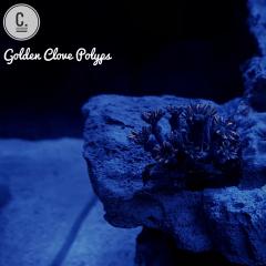 Golden Clove Polyps