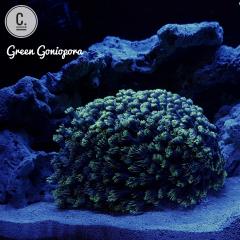 Green Flowerpot Coral