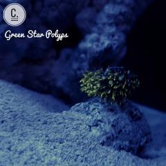 Green Star Polyps