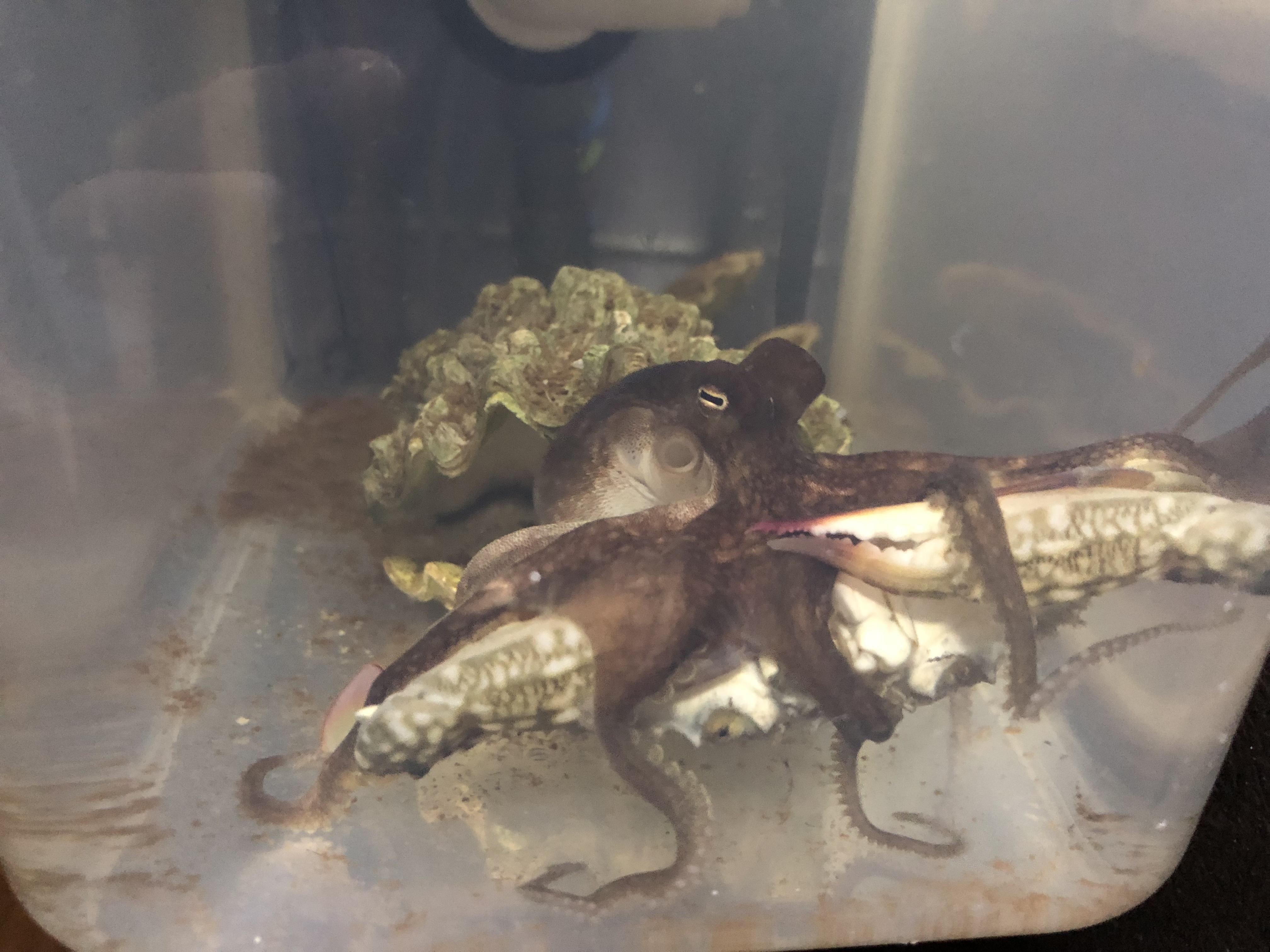 ULTRA BUDGET OCTOPUS REEF TANK? Members Tank & Specs Singapore Reef