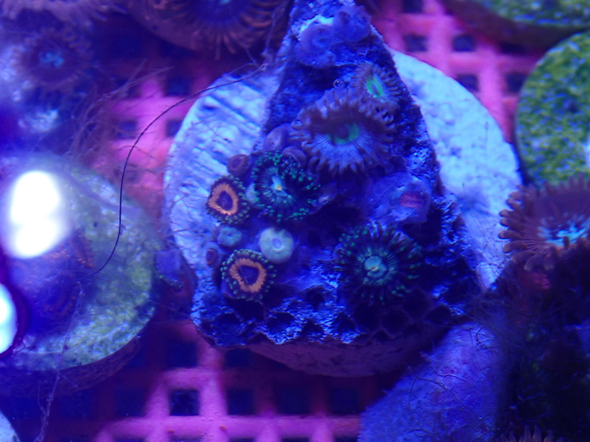 Trade my corals for jawbreaker shrooms, bounce, other zoas Sell off