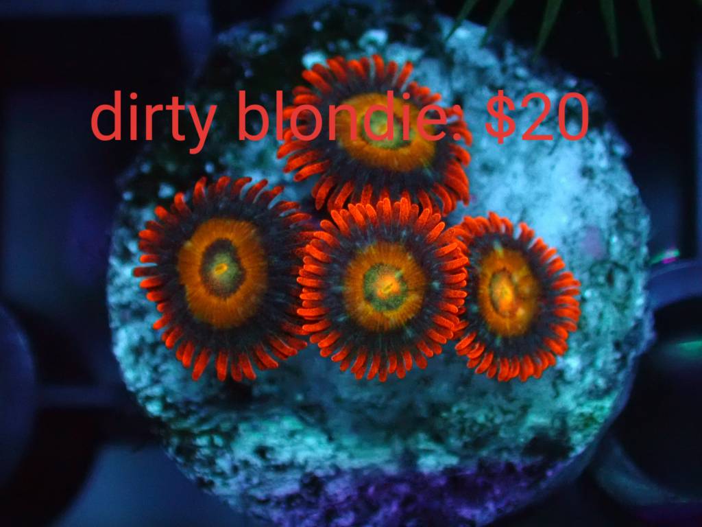 Zoas for sale or trade - Sell off/Pasar Malam Shop - Singapore Reef