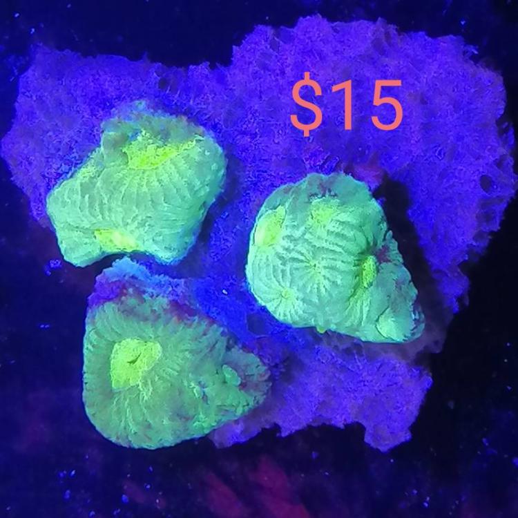 Cheap corals Sell off/Pasar Malam Shop Singapore Reef Club The