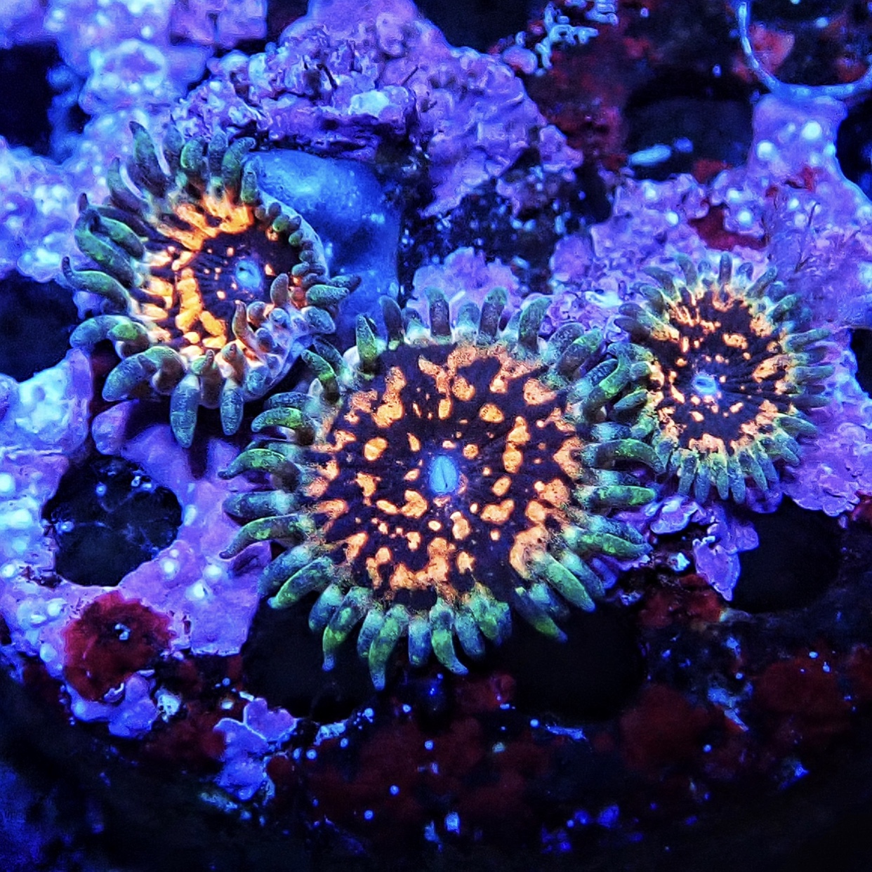 Premium Zoas for Trade/Sale Sell off/Pasar Malam Shop Singapore