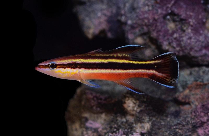 Fish for sale Liopropoma fasciatum (Rainbow basslet) Sell off/Pasar