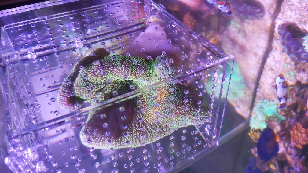 Wts neon green carpet anemones Sell off/Pasar Malam Shop Singapore