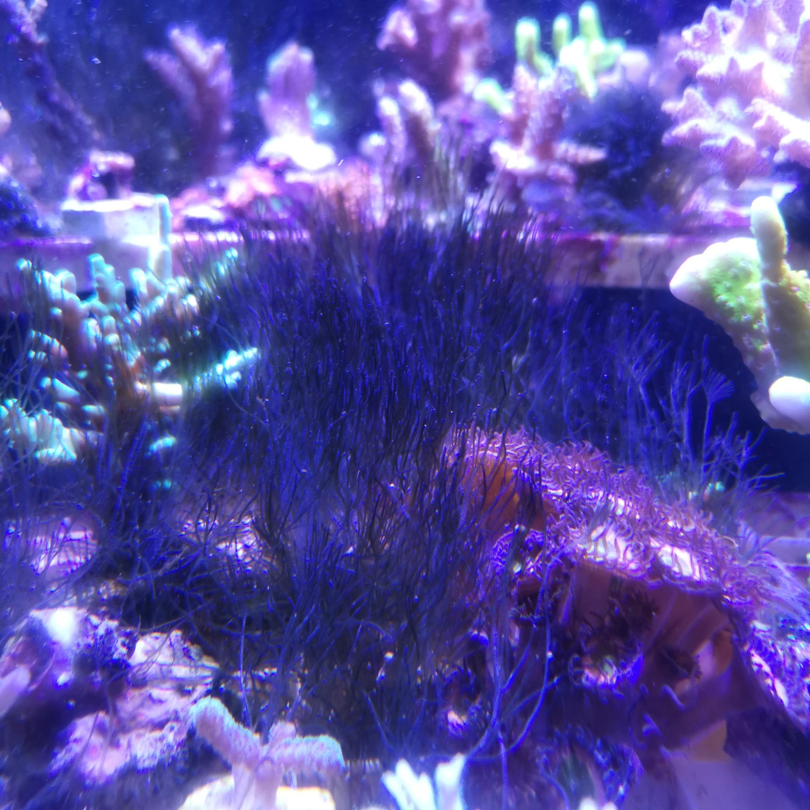 fluconazole bryopsis buy