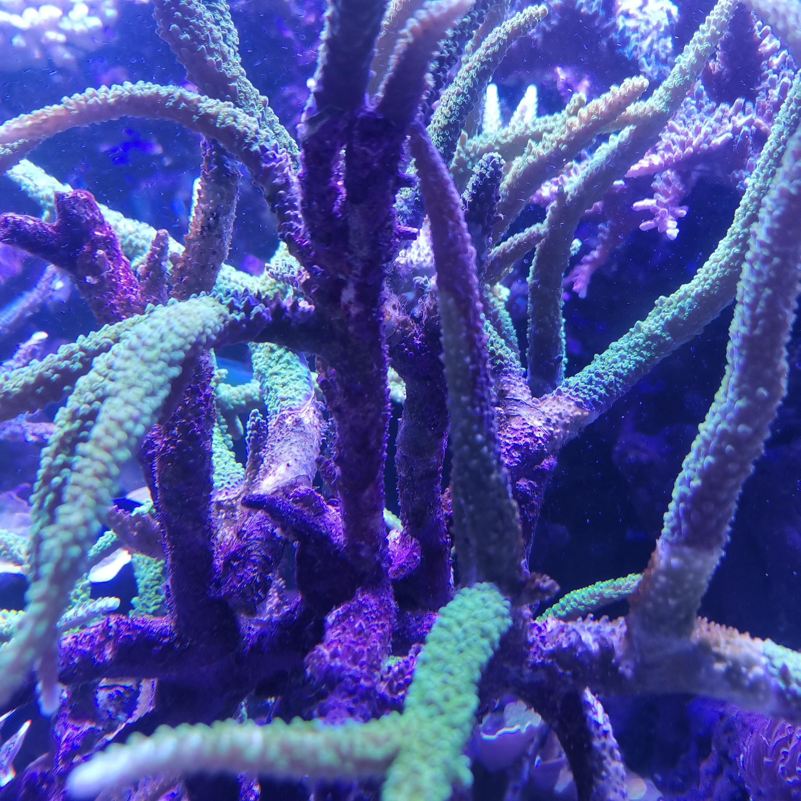 Battling deadly Bryopsis algae - Nuisance Algae Help Forum ...