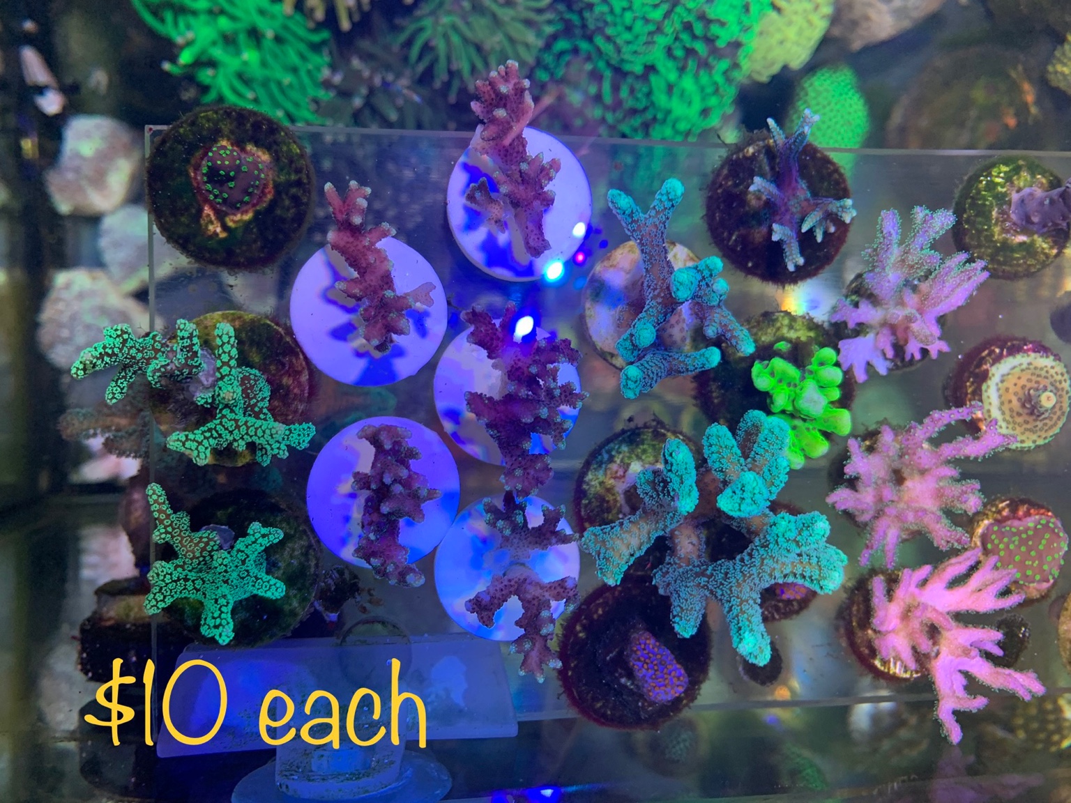 Coral for sales Sell off/Pasar Malam Shop Singapore Reef Club