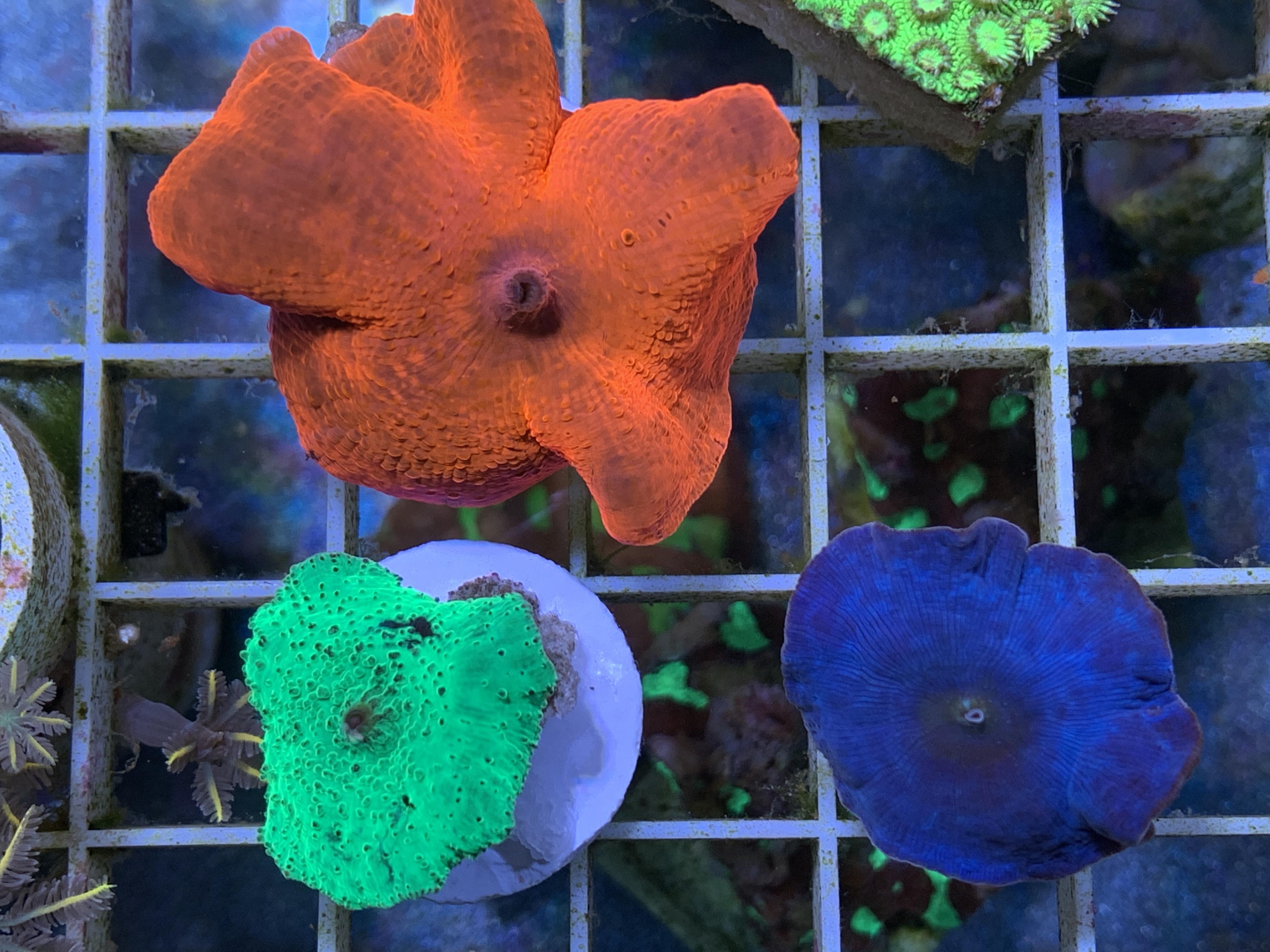 WTS Assorted Corals Sell off/Pasar Malam Shop Singapore Reef Club