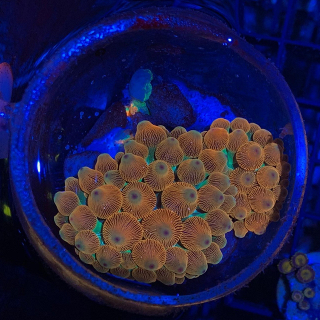 WTS Orange Bubble Tip Anemone - Sell off/Pasar Malam Shop - Singapore