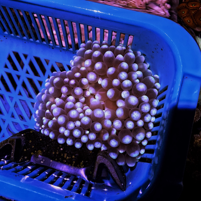 Trade: White Bubble Tip Anemone - Swop Shop - Singapore Reef Club