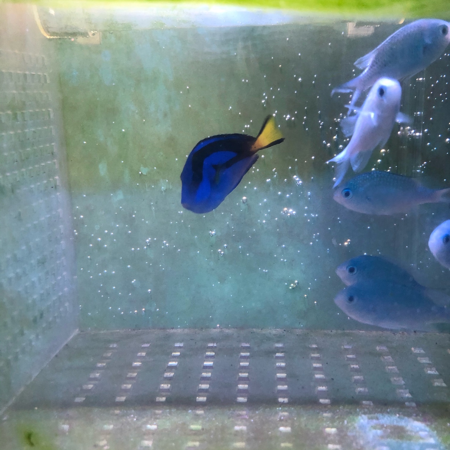 WTS Baby Blue Tang Sell off/Pasar Malam Shop Singapore Reef Club