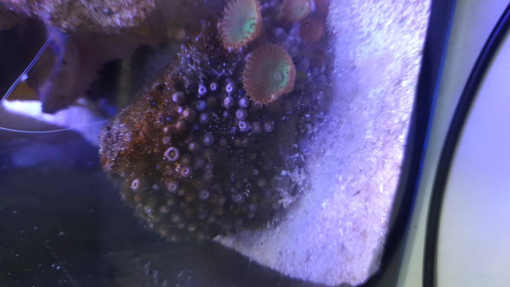 Brown Algae/Dino on Zoas New to the Marine Aquaria Hobby Singapore