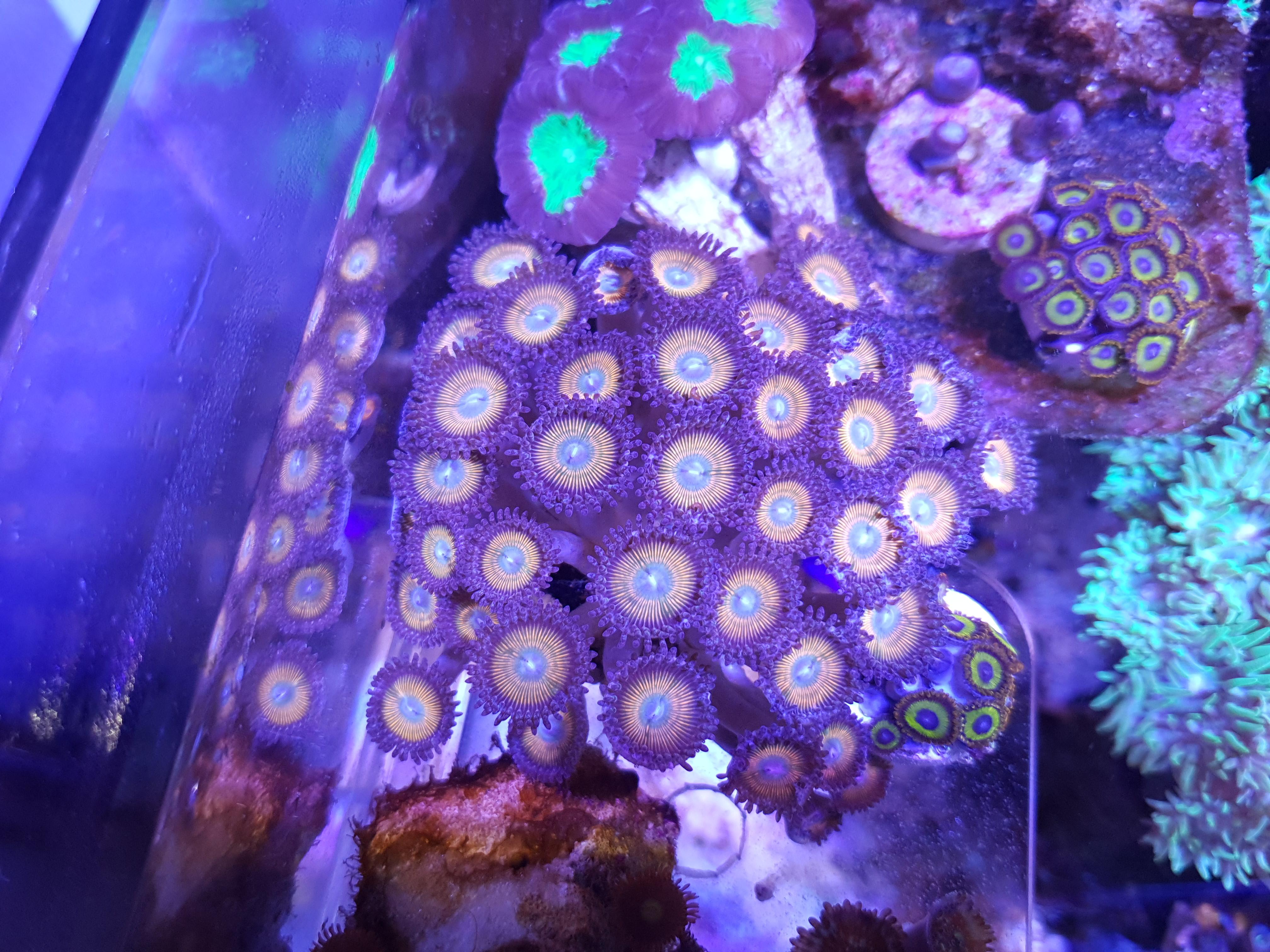 Zoas corals for sale Sell off/Pasar Malam Shop Singapore Reef Club