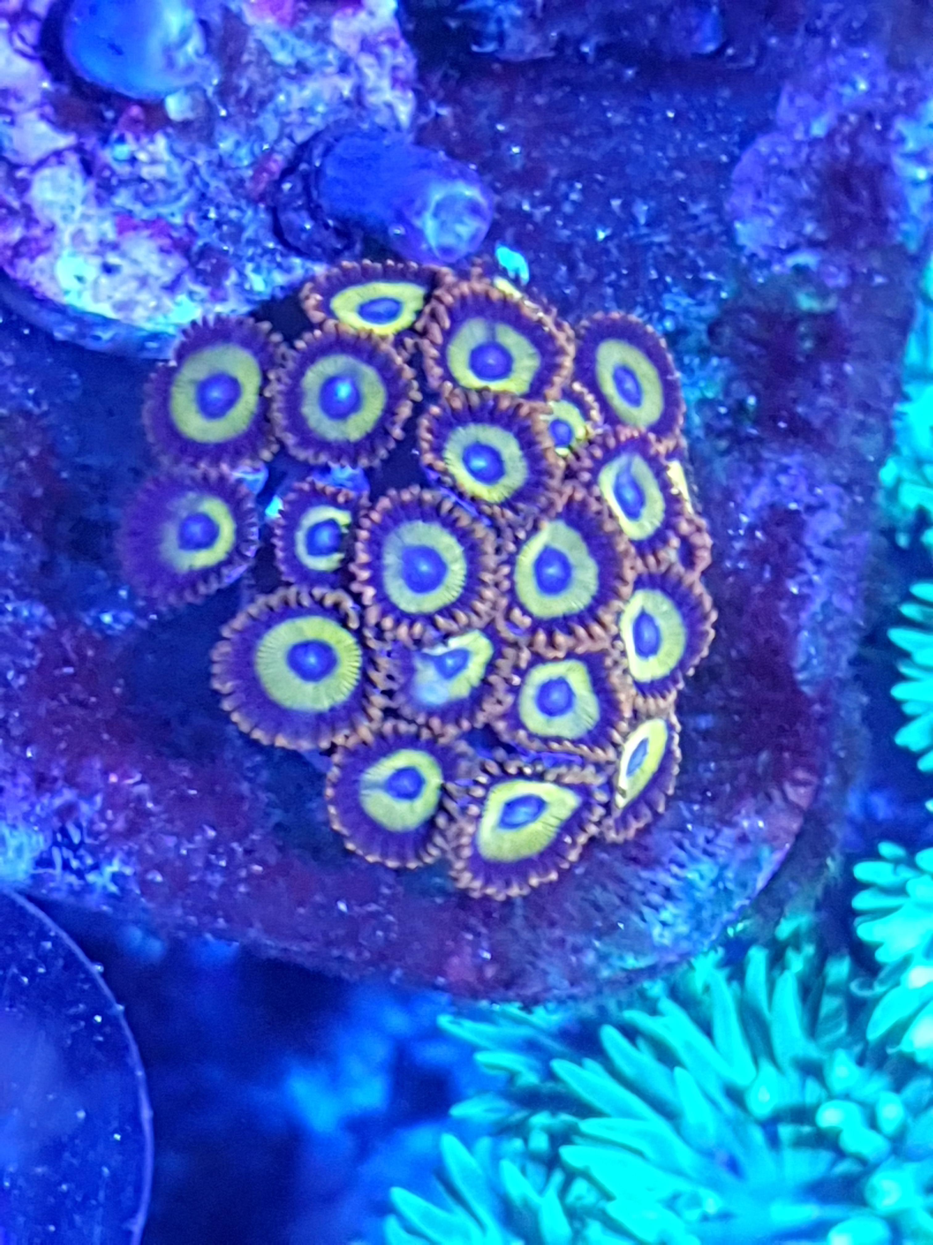 Zoas corals for sale Sell off/Pasar Malam Shop Singapore Reef Club