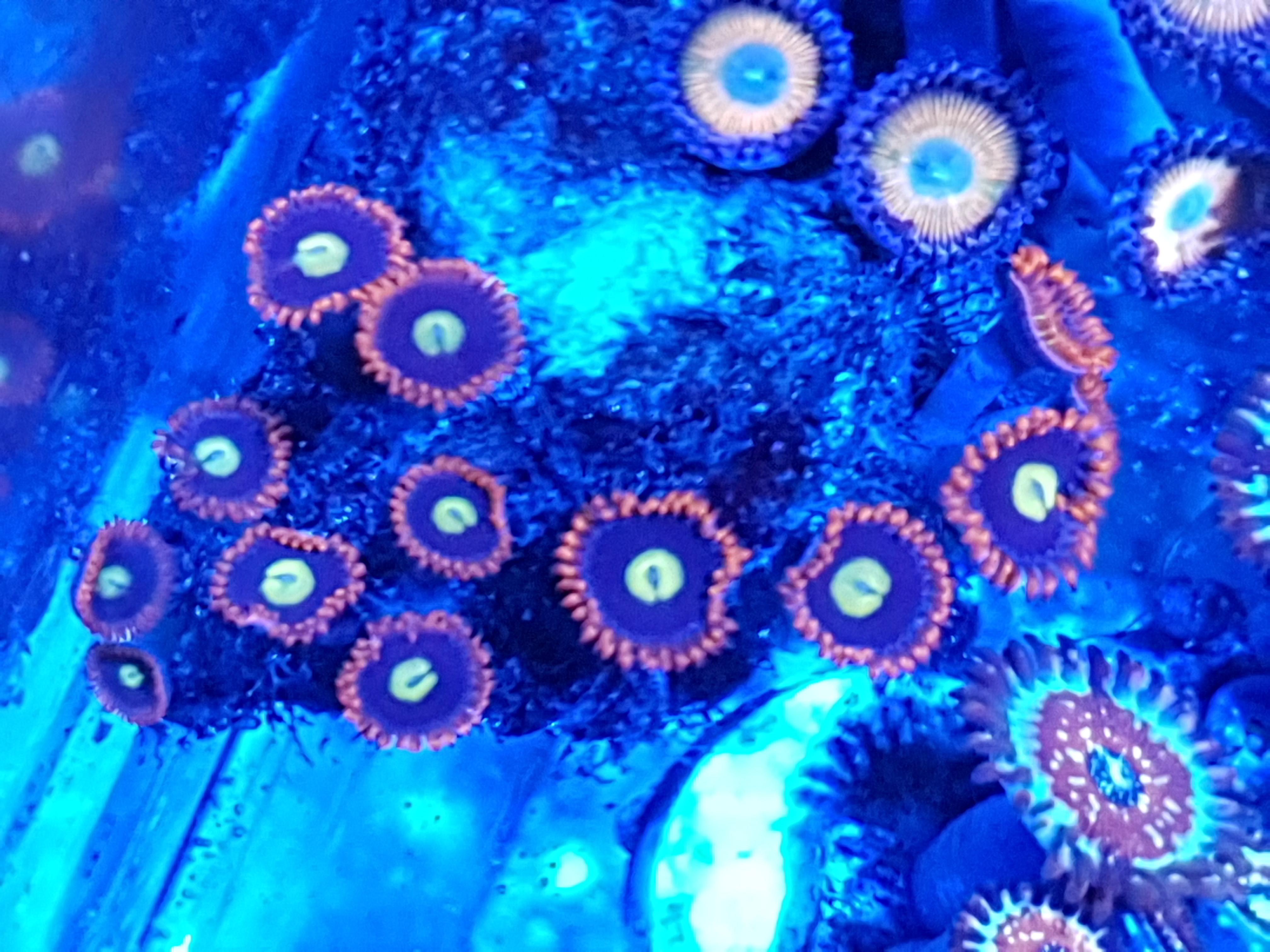 Zoas corals for sale Sell off/Pasar Malam Shop Singapore Reef Club