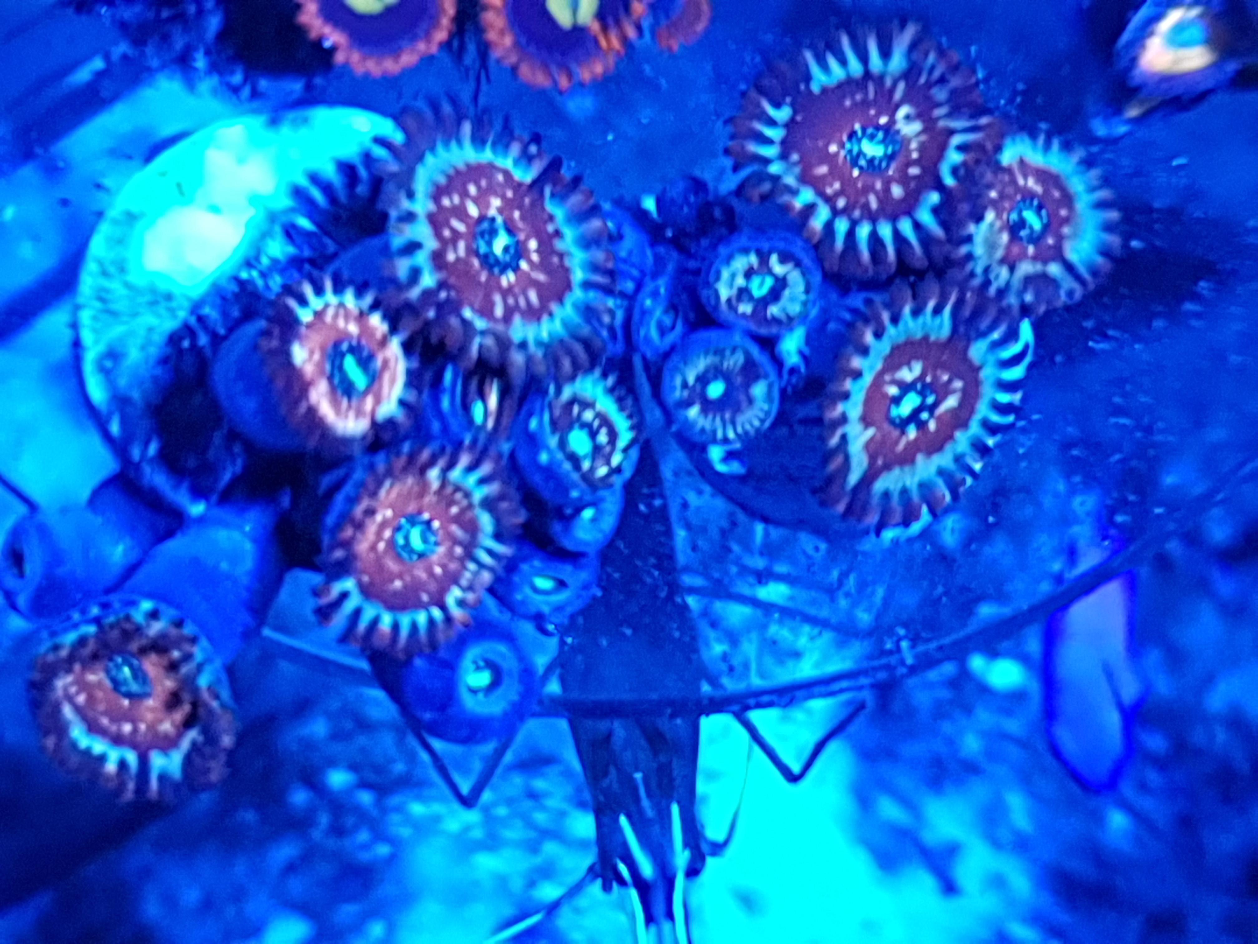 Zoas corals for sale Sell off/Pasar Malam Shop Singapore Reef Club
