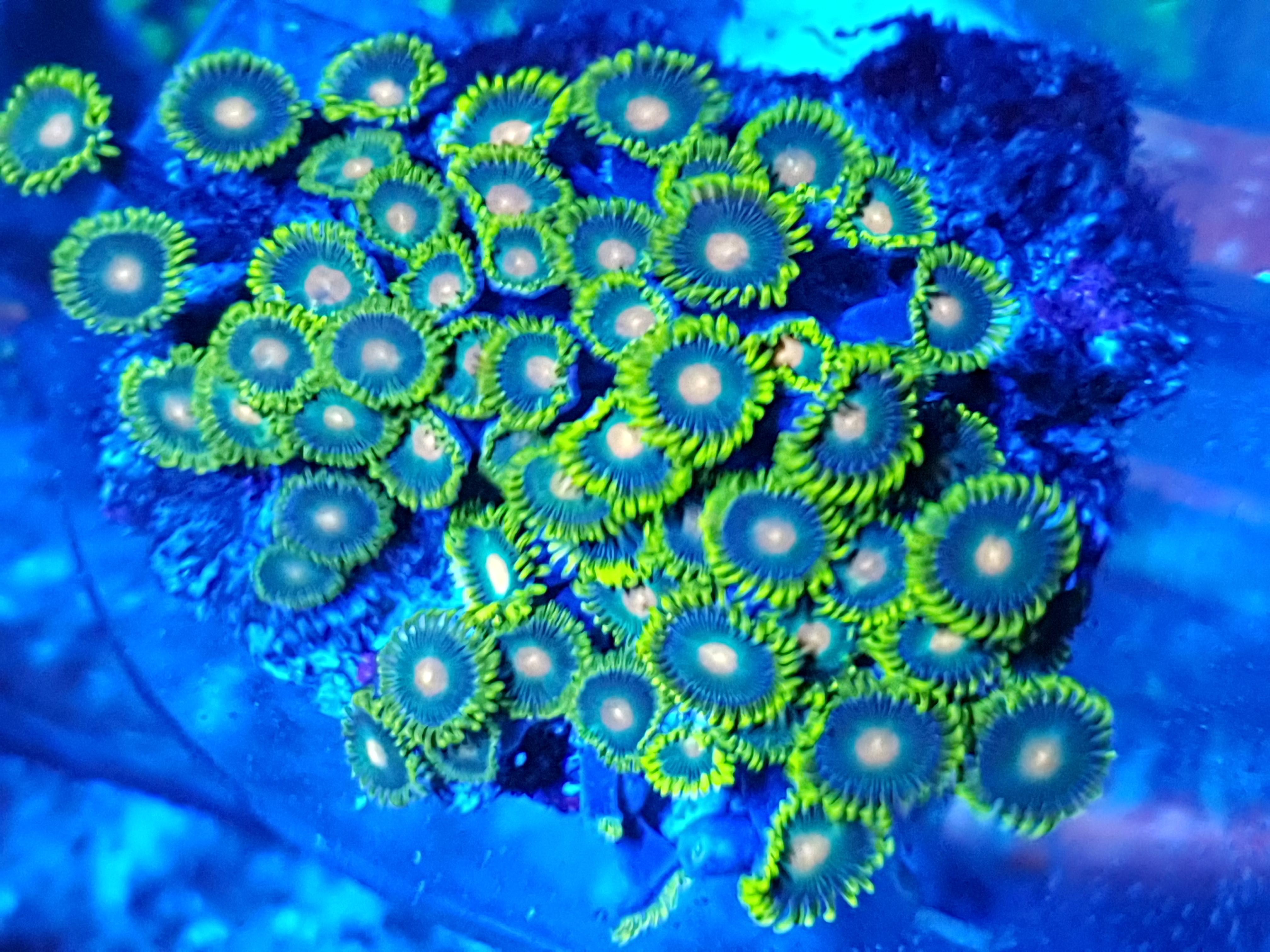 Zoas corals for sale Sell off/Pasar Malam Shop Singapore Reef Club