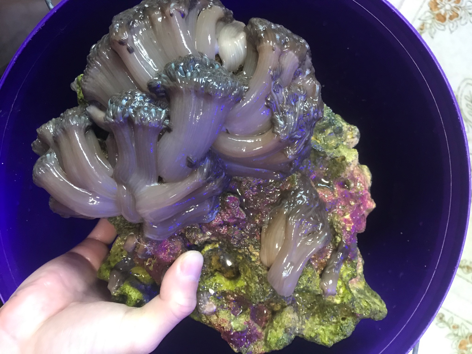 S> Pulsing Xenia Colony on rock Sell off/Pasar Malam Shop Singapore