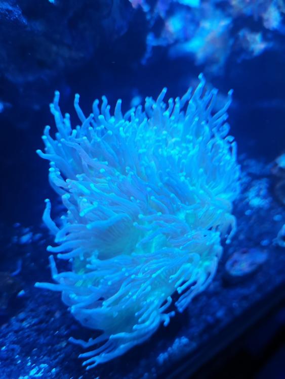 WTS Torch corals & Hammer corals Sell off/Pasar Malam Shop