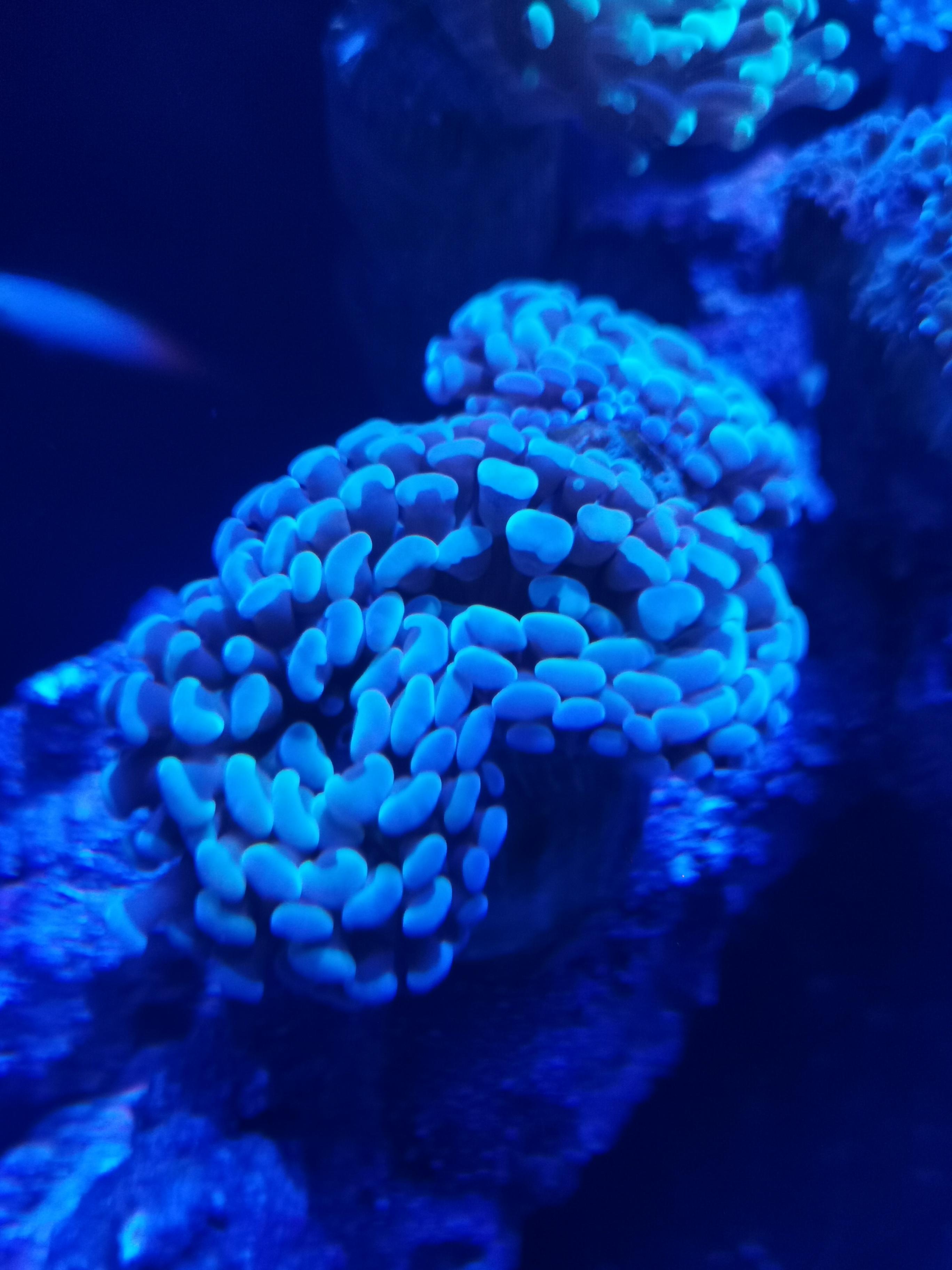 WTS Torch corals & Hammer corals Sell off/Pasar Malam Shop