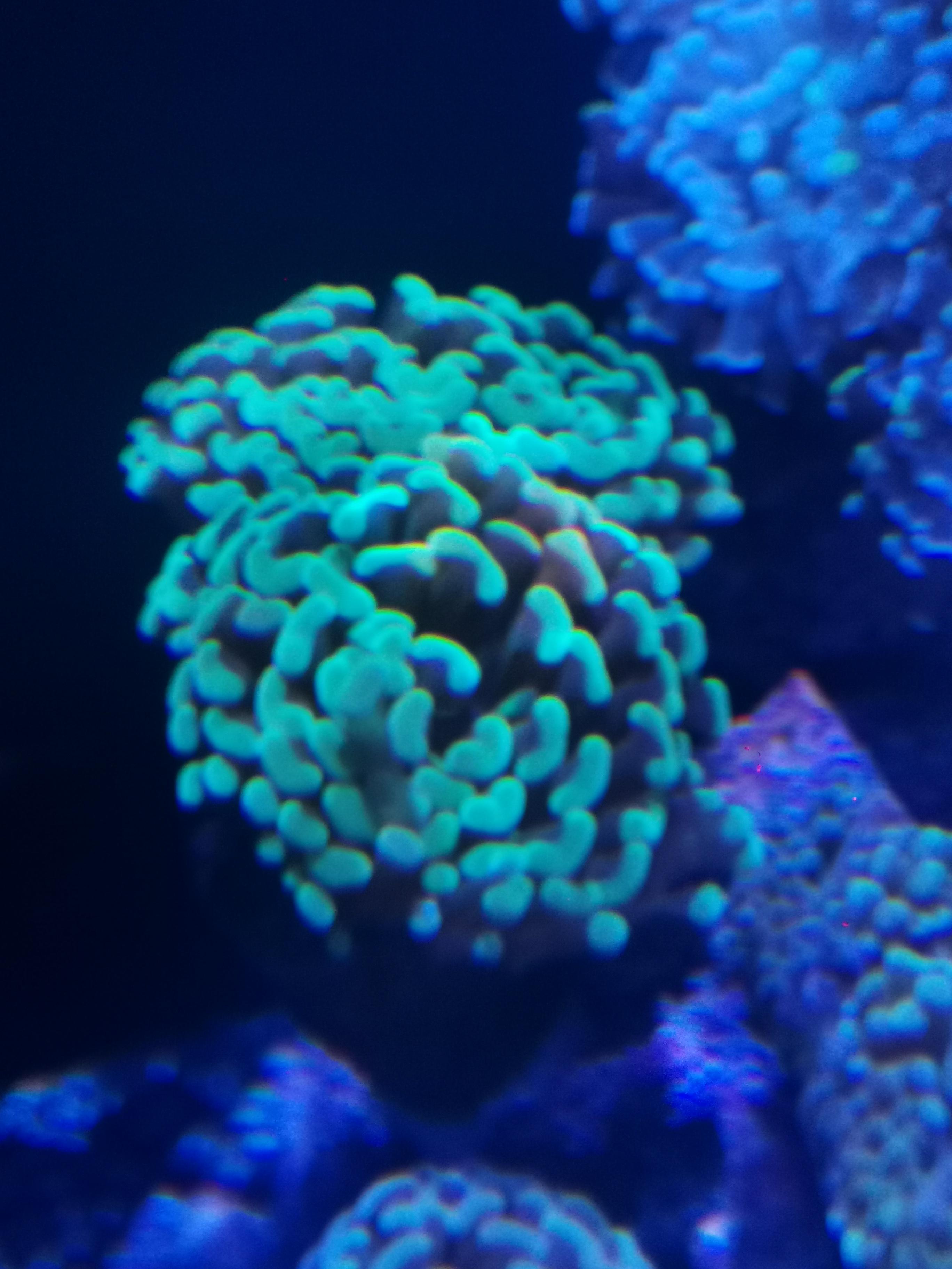 WTS Torch corals & Hammer corals Sell off/Pasar Malam Shop