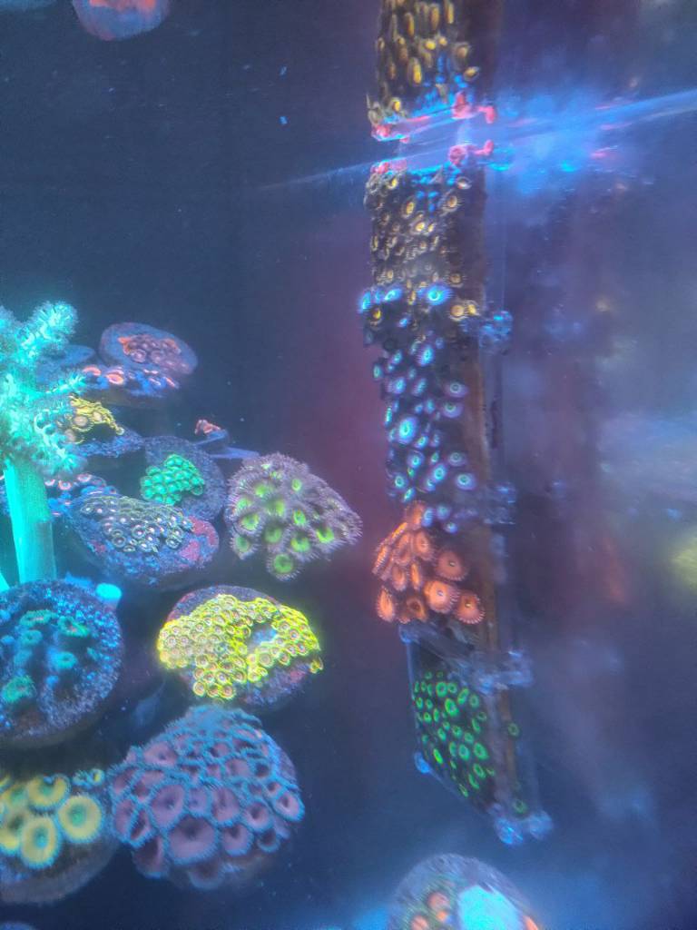 Growing zoas vertically DIY Forum Singapore Reef Club marine reef fish keeping setup