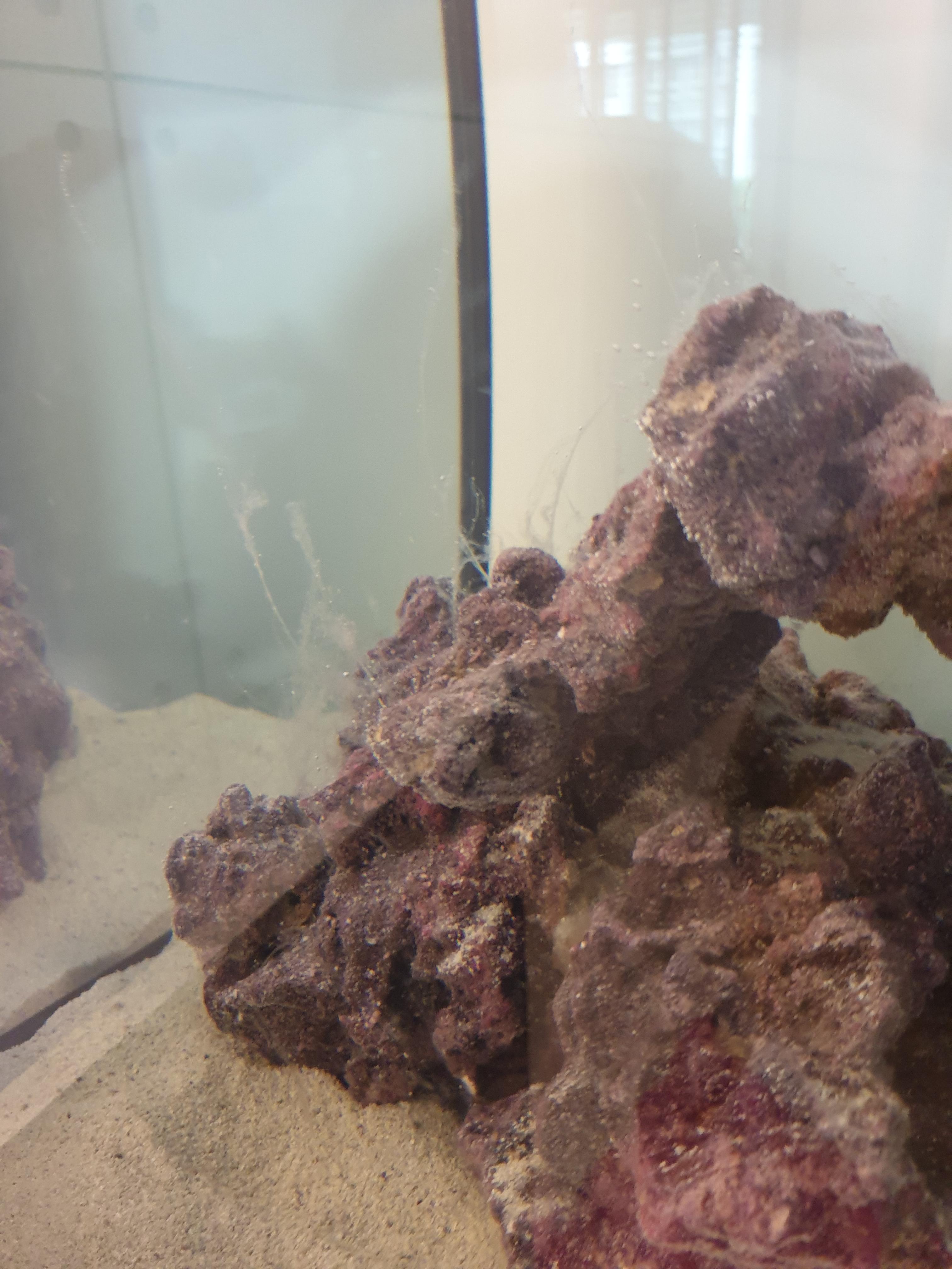 White slime problem New to the Marine Aquaria Hobby Singapore Reef
